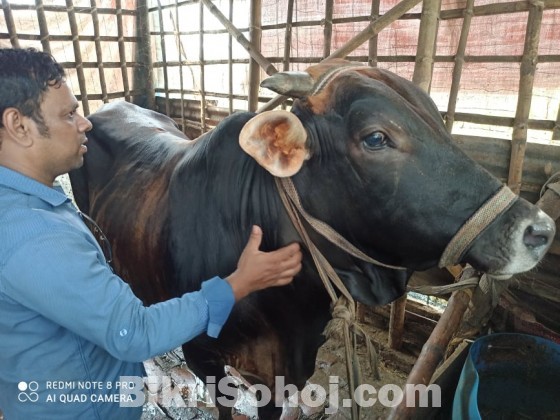 Get 100% pure deshi cows